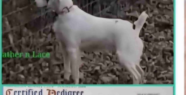 Brittany Puppies W/L and W/O media 3