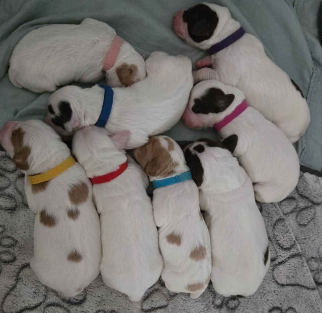 Brittany Puppies W/L and W/O media 5