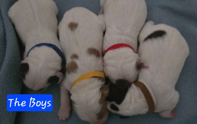 Brittany Puppies W/L and W/O media 6