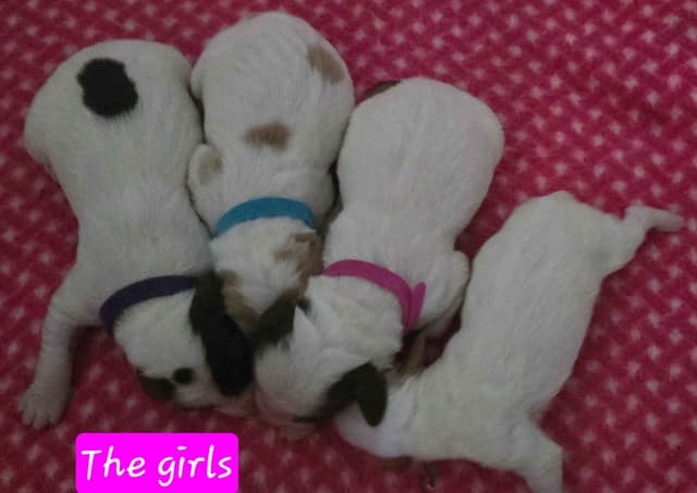 Brittany Puppies W/L and W/O media 7