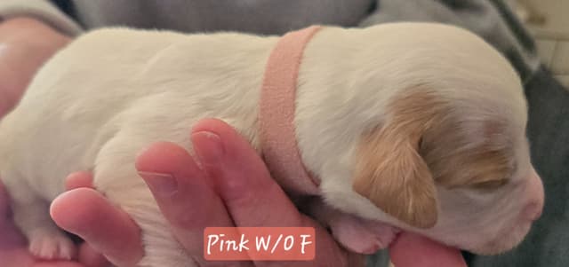 Brittany Puppies W/L and W/O media 8