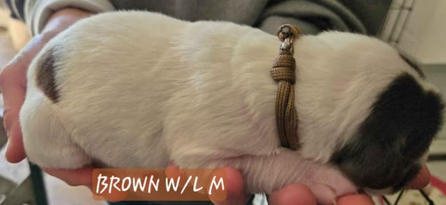Brittany Puppies W/L and W/O media 9