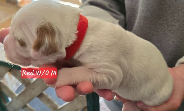 Brittany Puppies W/L and W/O media 10