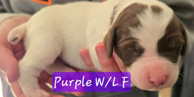 Brittany Puppies W/L and W/O media 11