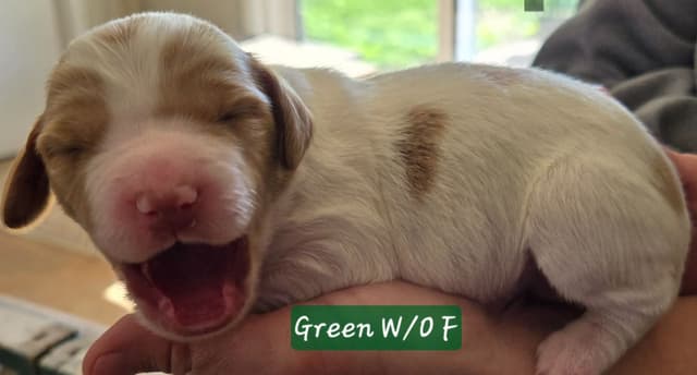 Brittany Puppies W/L and W/O media 12