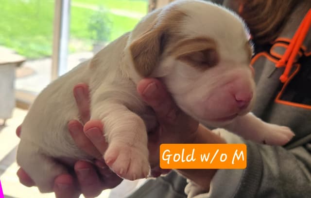 Brittany Puppies W/L and W/O media 13