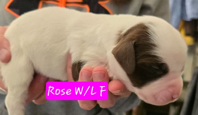 Brittany Puppies W/L and W/O media 14