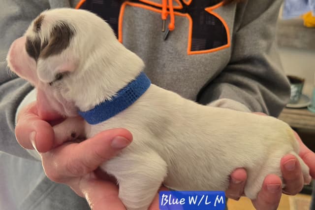 Brittany Puppies W/L and W/O media 15