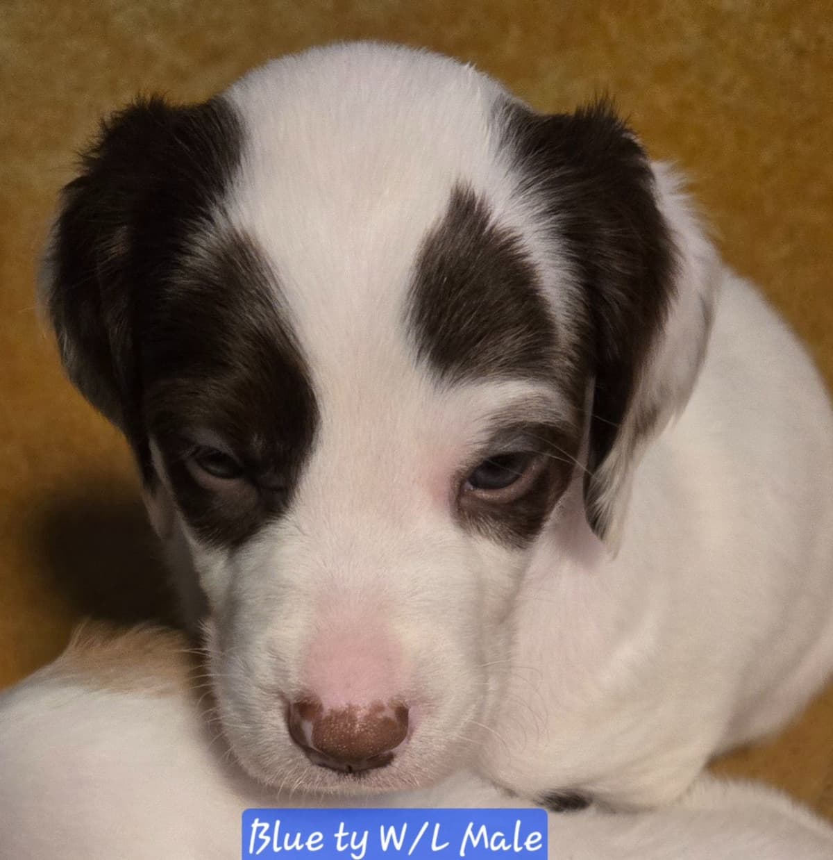 Brittany Puppies W/L and W/O breeder image 9