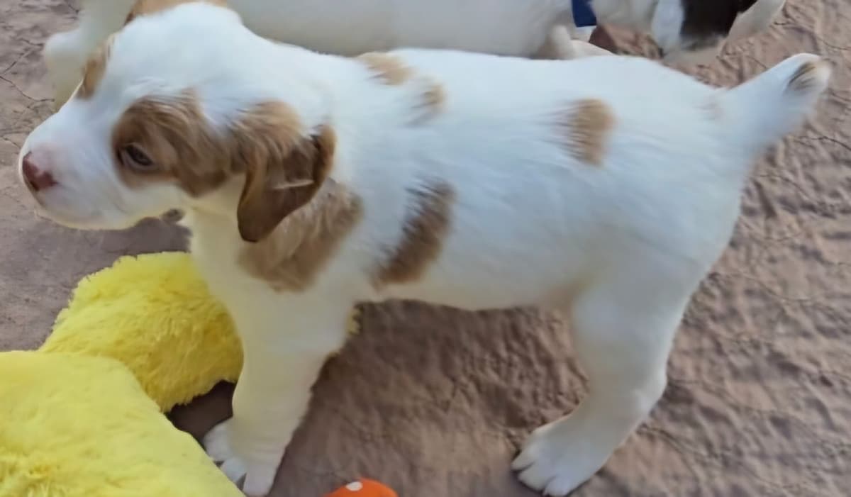 Brittany Puppies W/L and W/O breeder image 11