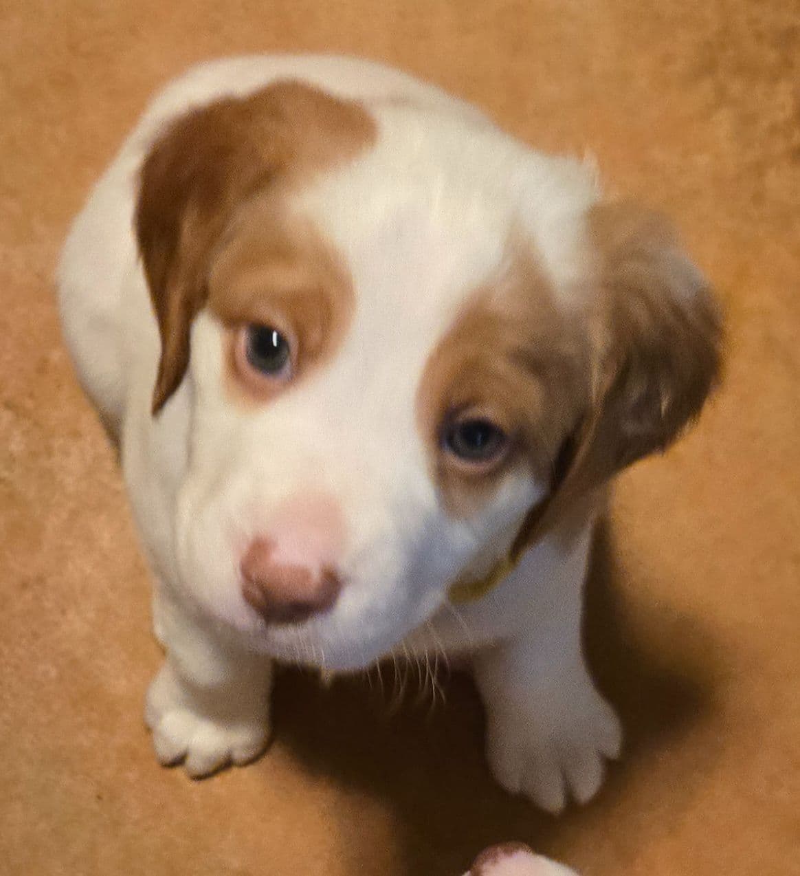 Brittany Puppies W/L and W/O breeder image 12