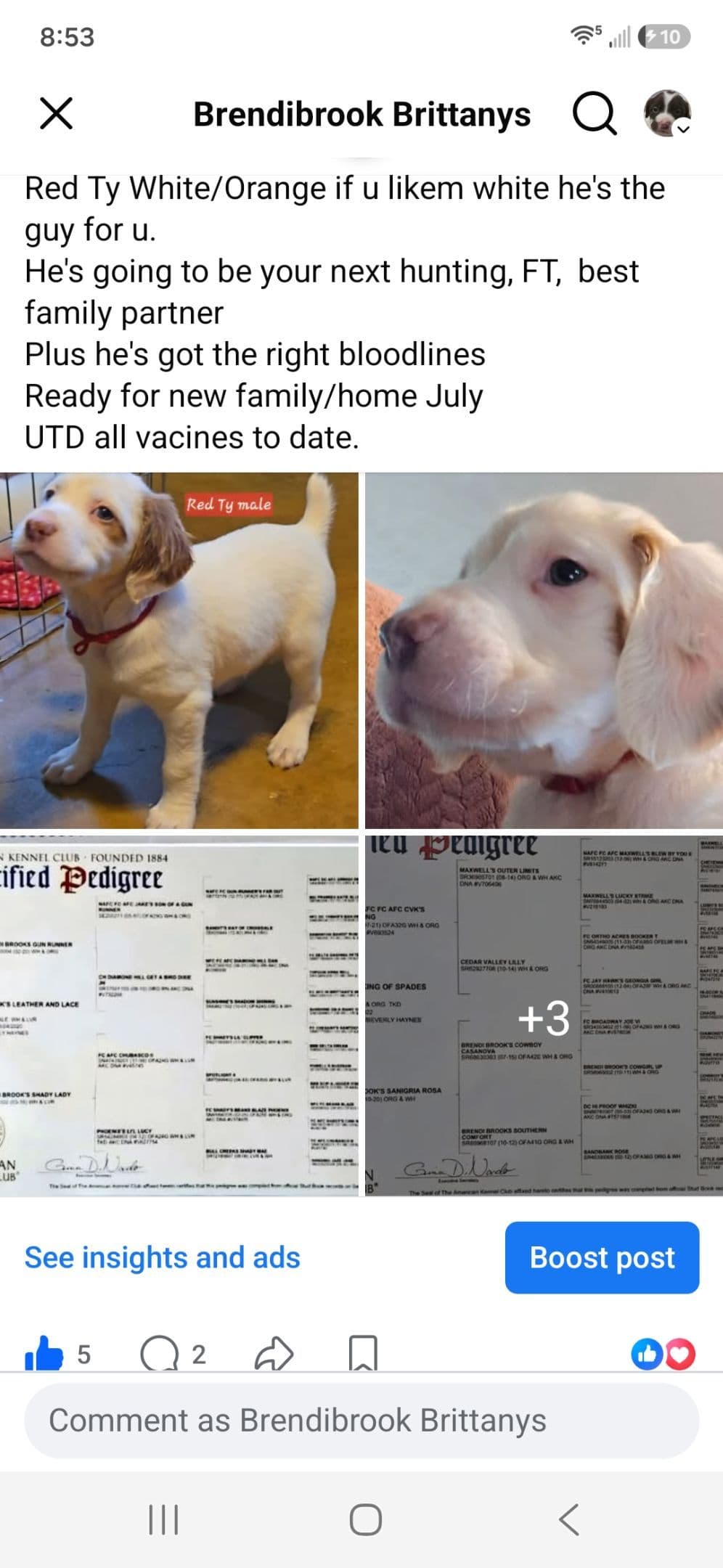 Brittany Puppies W/L and W/O breeder image 17