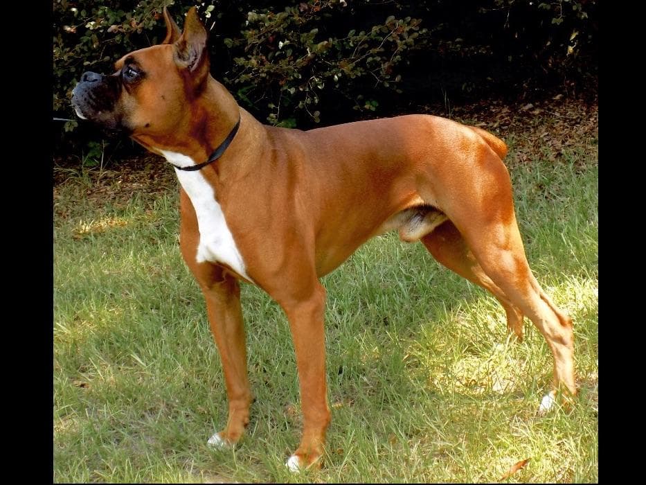 Boxer Puppies breeder image 1