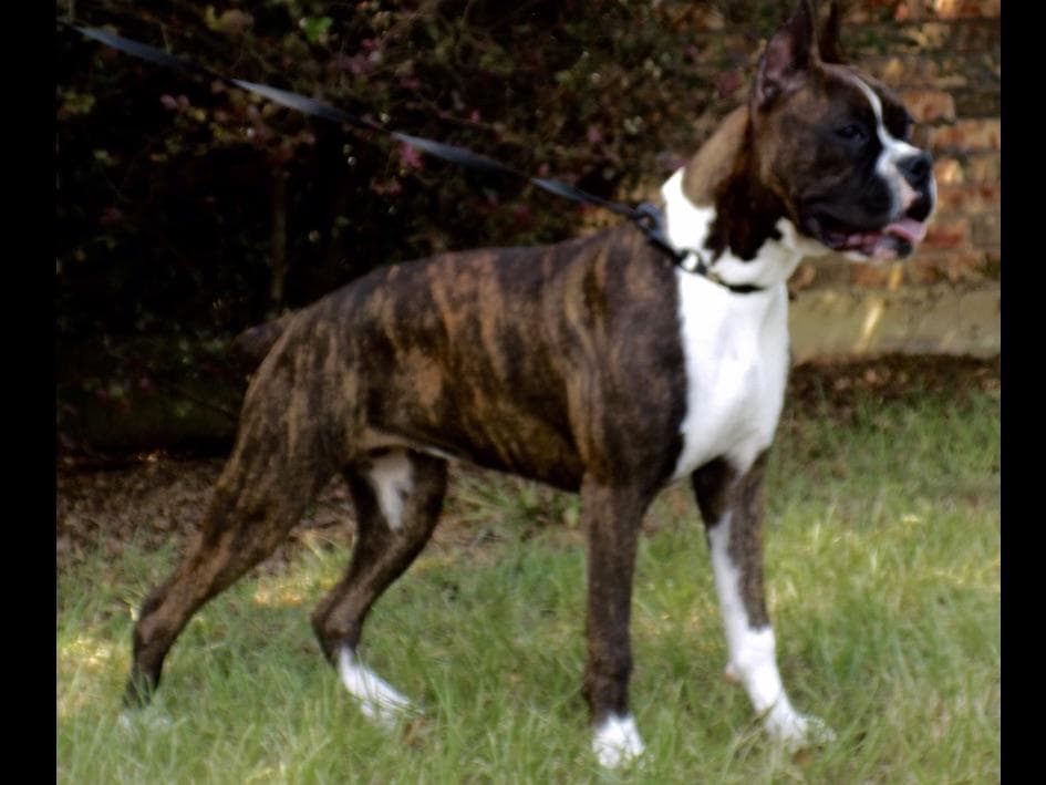 Boxer Puppies breeder image 4