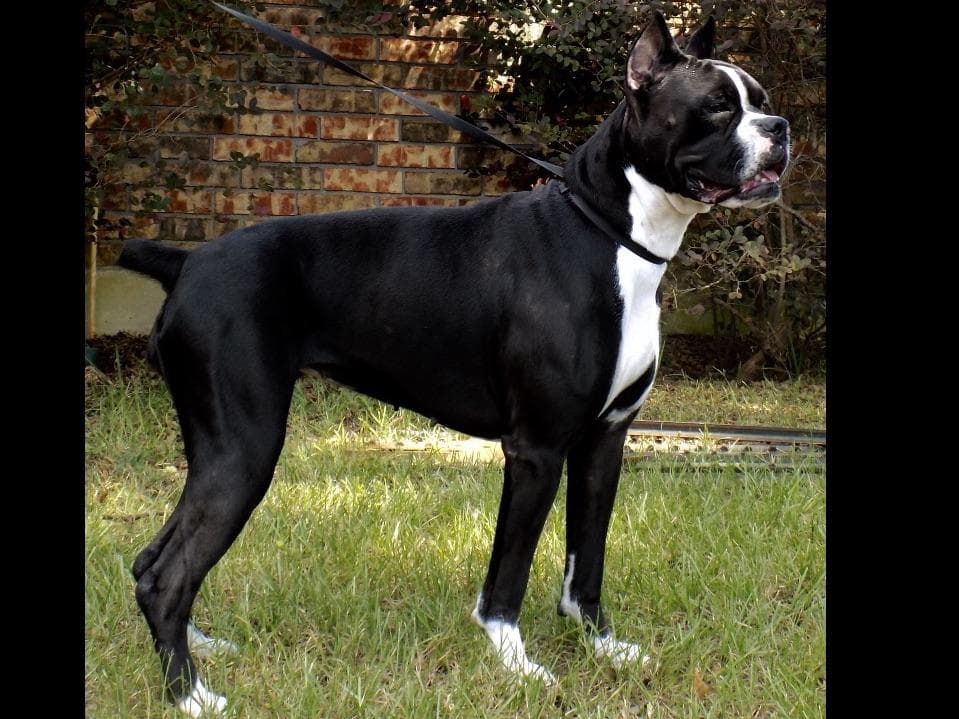 Boxer Puppies breeder image 5