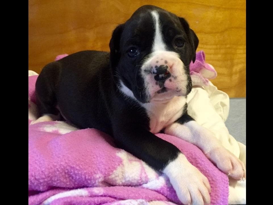 Boxer Puppies breeder image 9