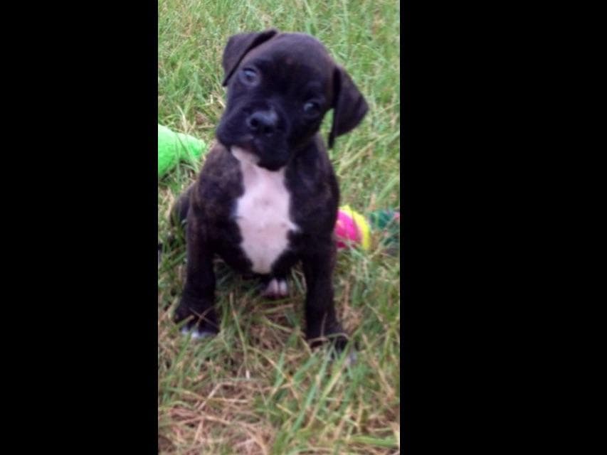 Boxer Puppies breeder image 6