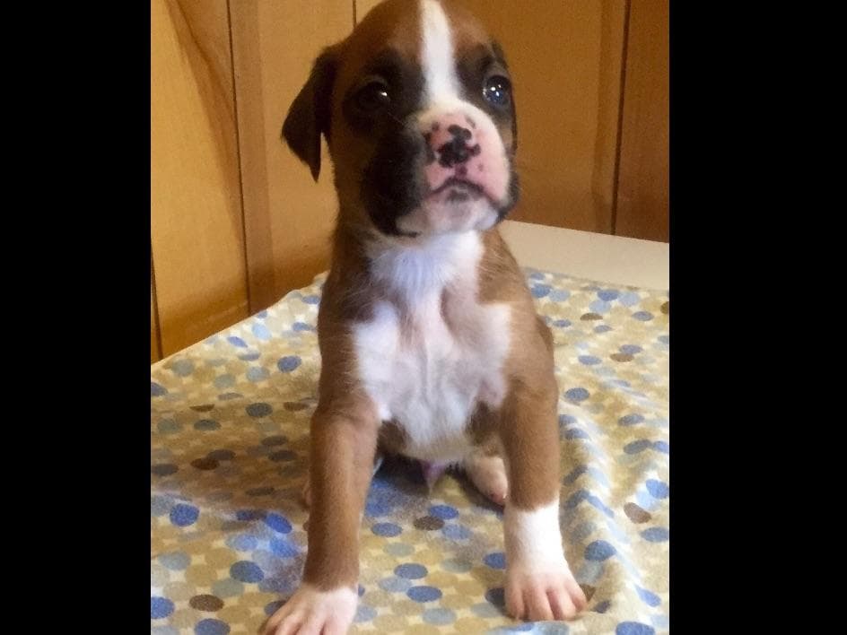 Boxer Puppies breeder image 10