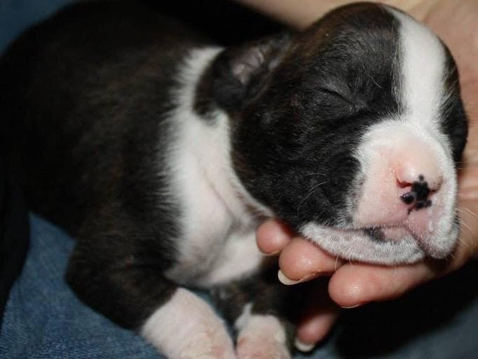 Boxer Puppies breeder image 8