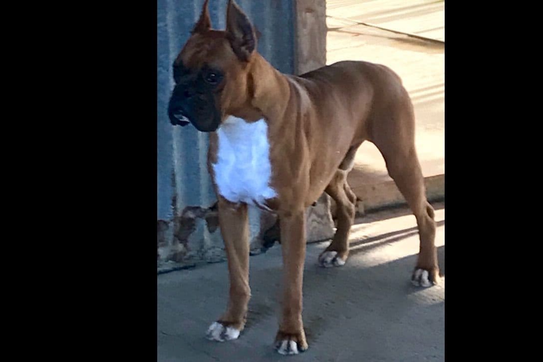 Boxer Puppies breeder image 2