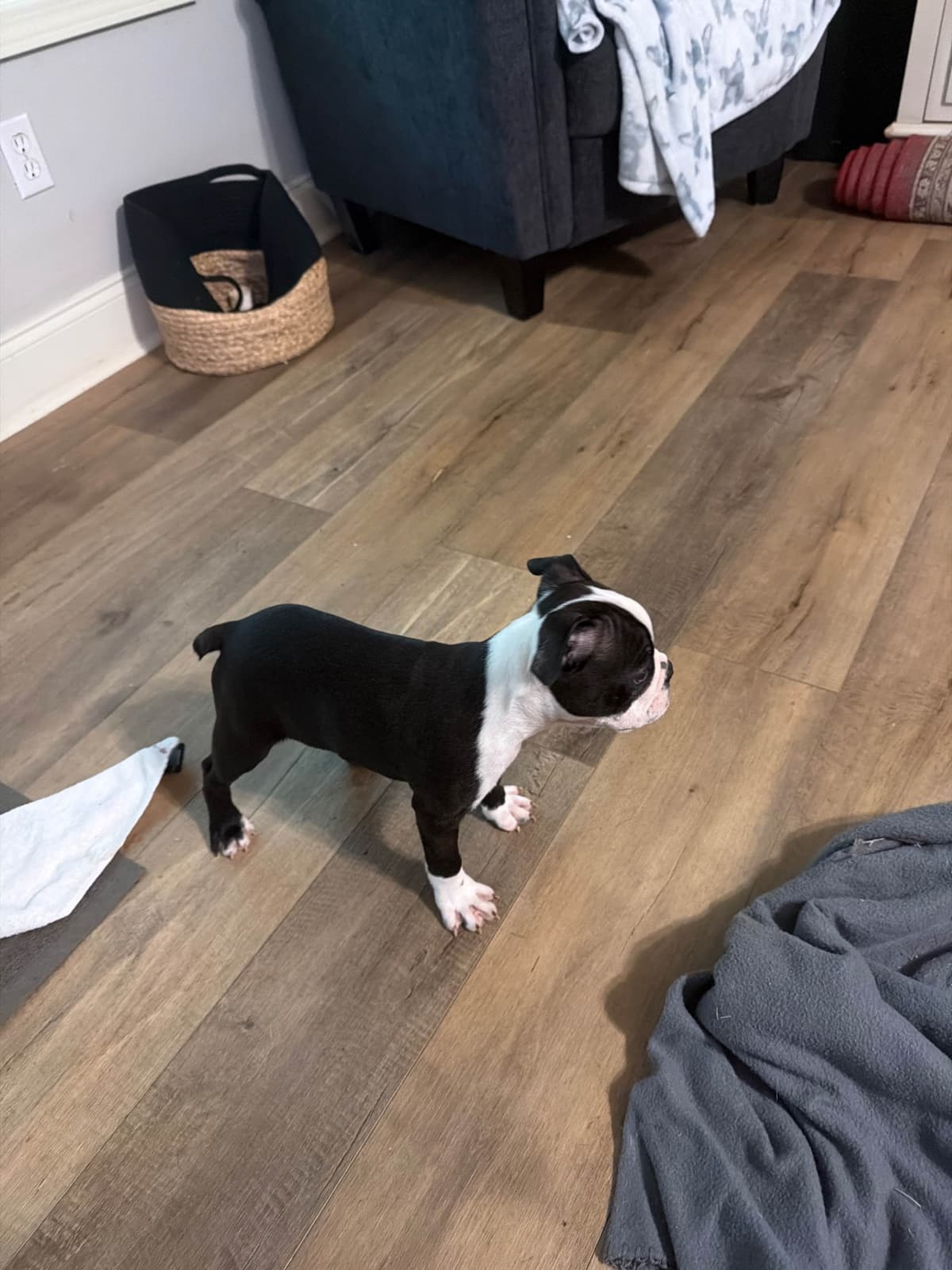 Boston Terrier Puppies breeder image 1