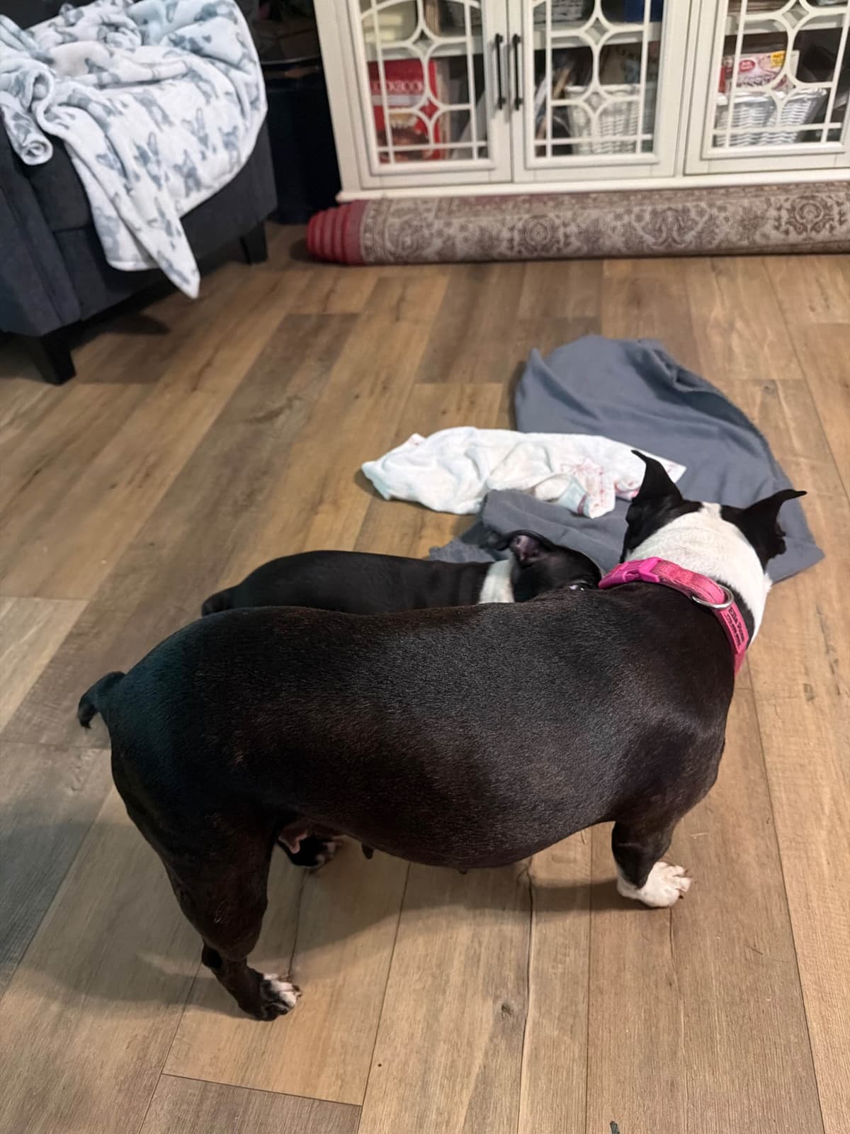 Boston Terrier Puppies breeder image 3