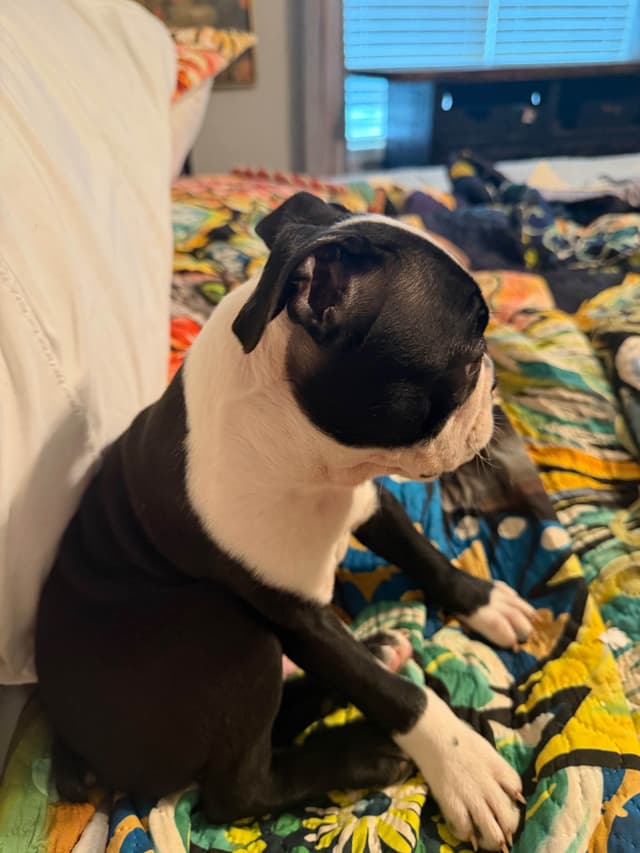 Boston Terrier Puppies media 2