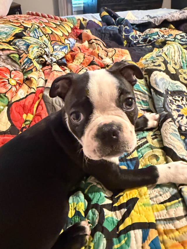 Boston Terrier Puppies media 3