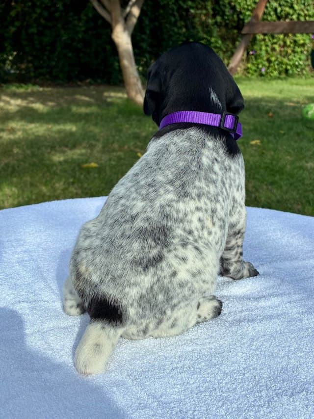 German Shorthaired Pointer Puppies media 2