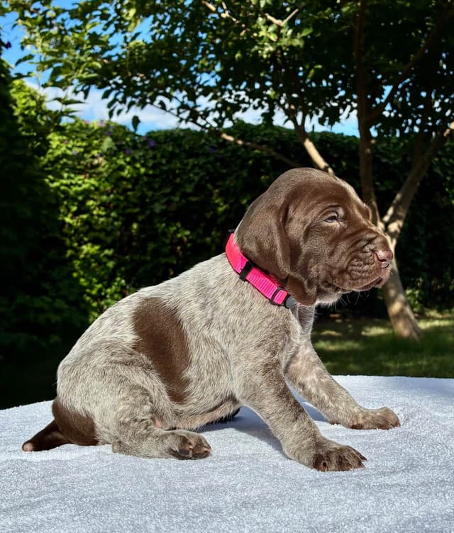 German Shorthaired Pointer Puppies media 3