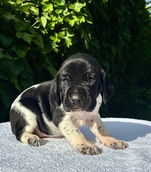 German Shorthaired Pointer Puppies media 6