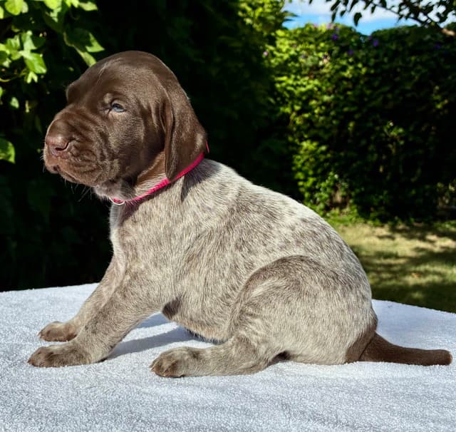 German Shorthaired Pointer Puppies media 5