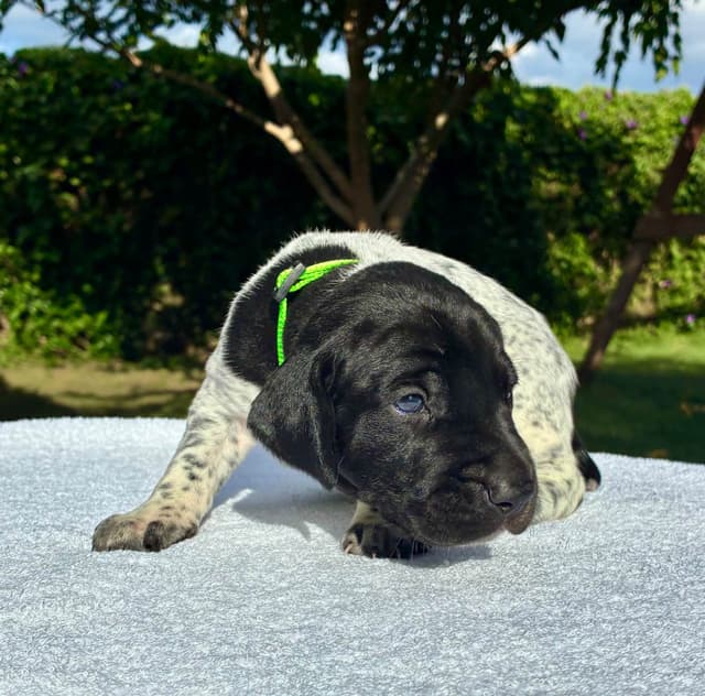 German Shorthaired Pointer Puppies media 7