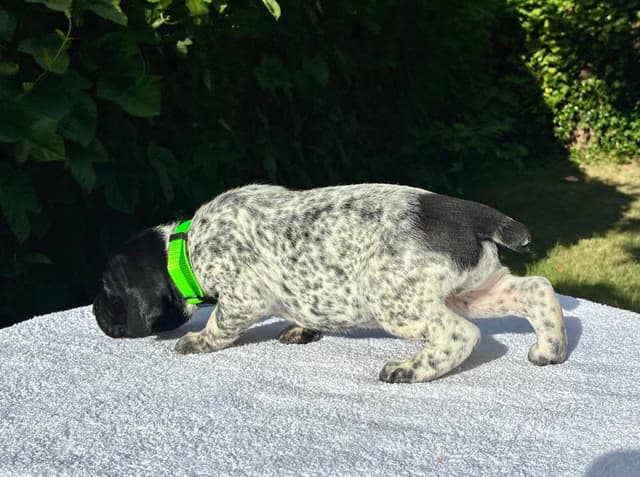 German Shorthaired Pointer Puppies media 8