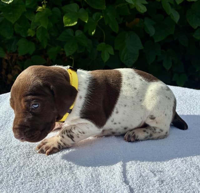 German Shorthaired Pointer Puppies media 9
