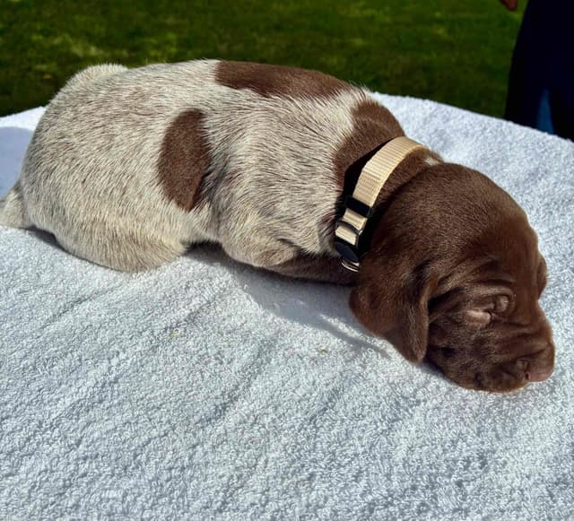 German Shorthaired Pointer Puppies media 13
