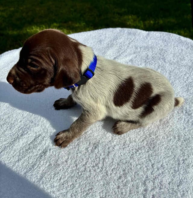 German Shorthaired Pointer Puppies media 12