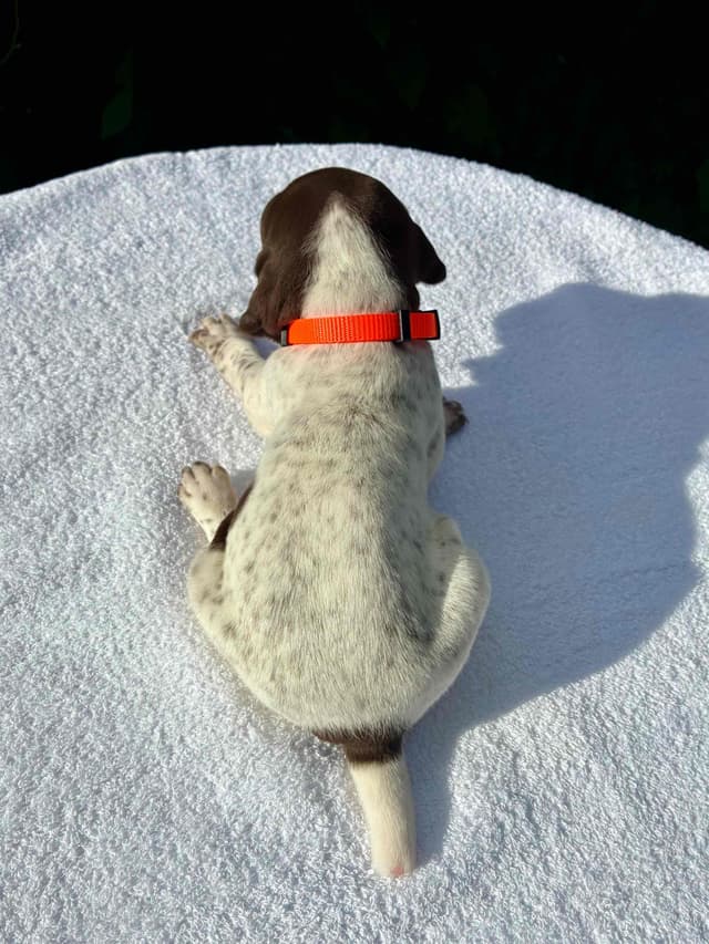German Shorthaired Pointer Puppies media 16