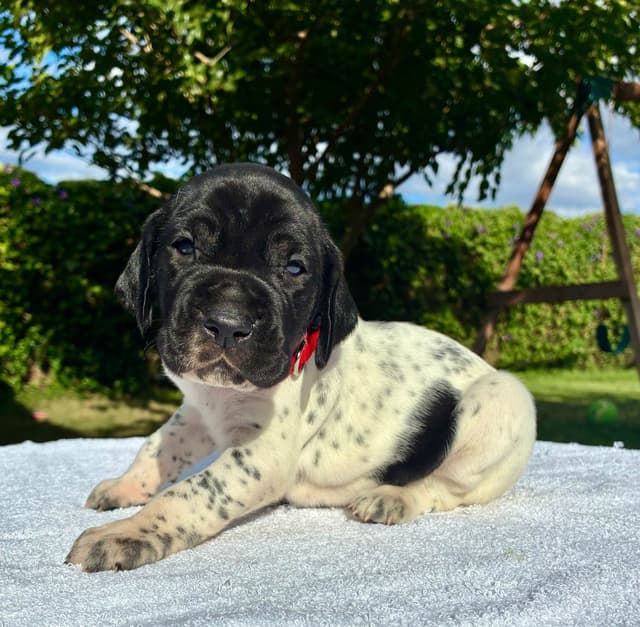 German Shorthaired Pointer Puppies media 14