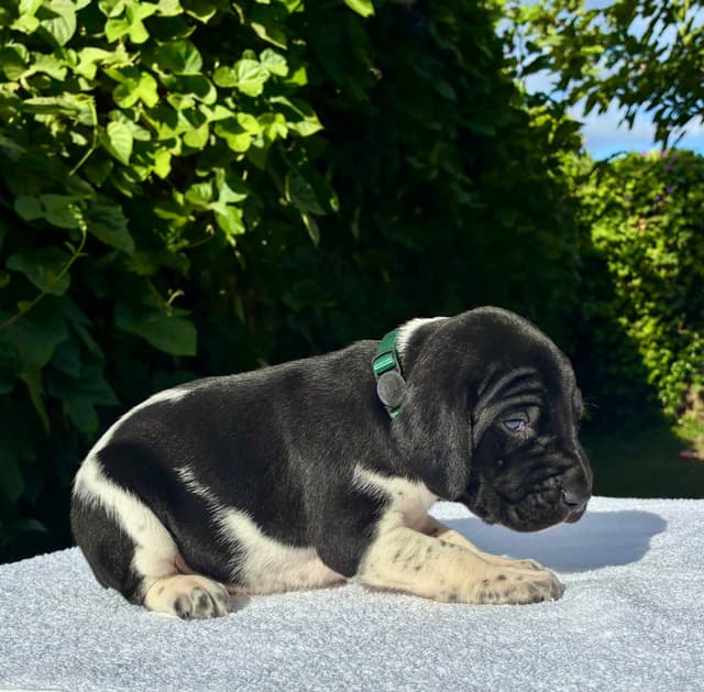 German Shorthaired Pointer Puppies media 15