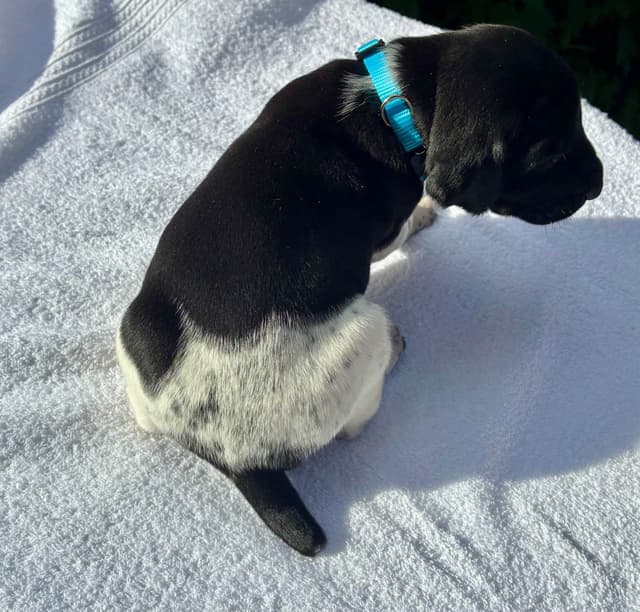 German Shorthaired Pointer Puppies media 17
