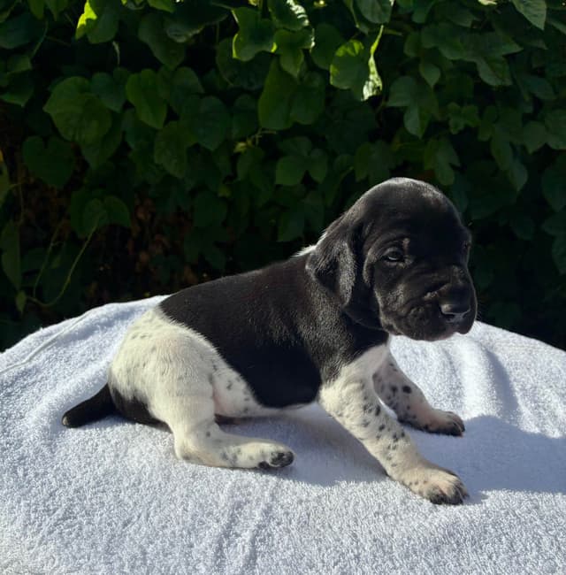 German Shorthaired Pointer Puppies media 21