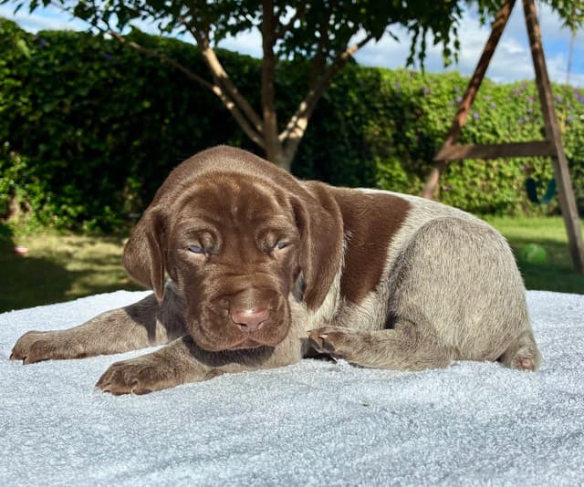 German Shorthaired Pointer Puppies media 18
