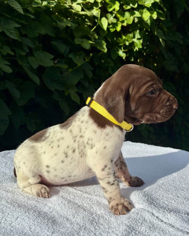 German Shorthaired Pointer Puppies media 19