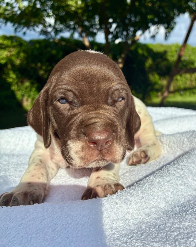 German Shorthaired Pointer Puppies media 22