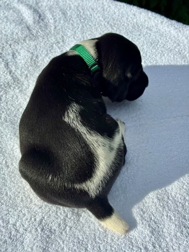German Shorthaired Pointer Puppies media 23