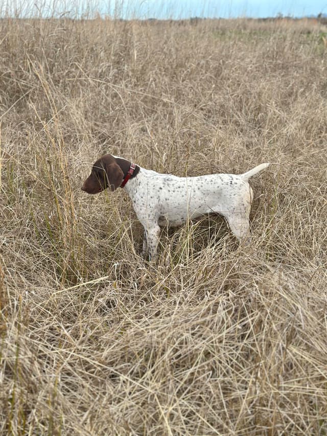 German Shorthaired Pointer Puppies media 28