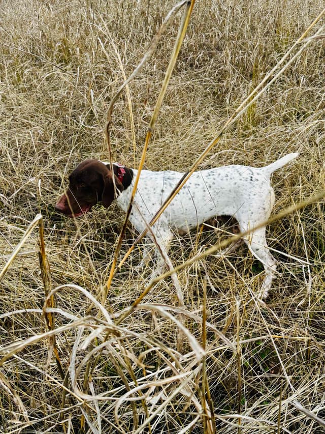 German Shorthaired Pointer Puppies media 29