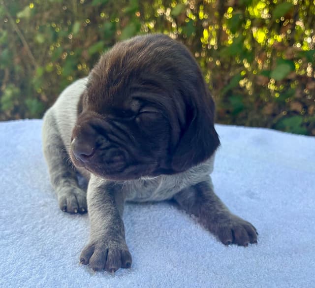German Shorthaired Pointer Puppies media 3