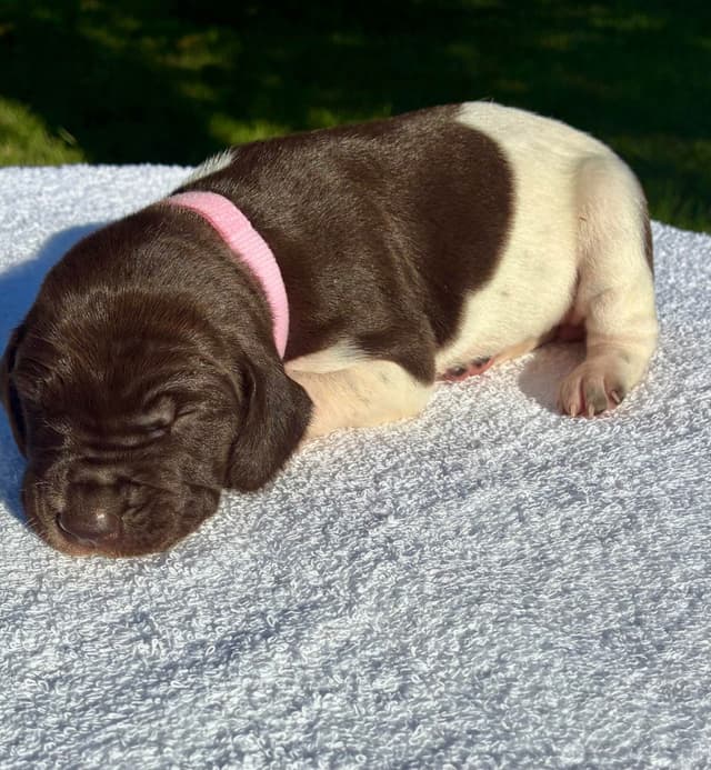 German Shorthaired Pointer Puppies media 4